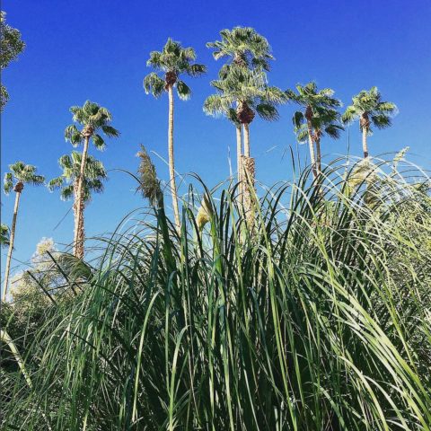 summer travel instagram palm springs nicholas mellamphy