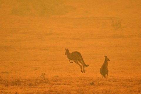Australian bushfires how to help