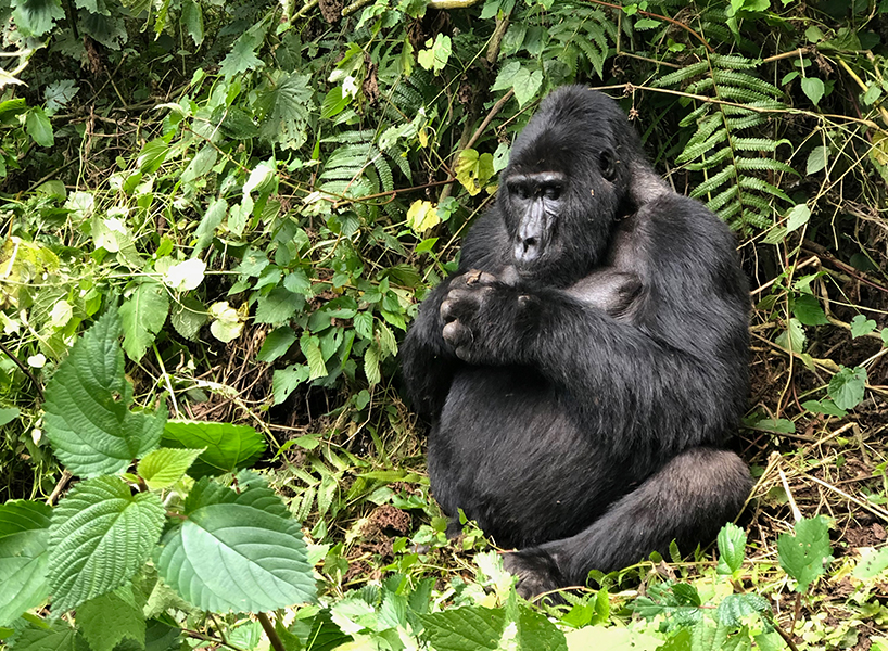 A Gorilla in Bwindi (Photo: Corrina Allen)