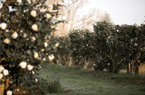 Chanel Merges Science and Nature at Its Camellia Farm in France - FASHION  Magazine